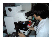 Analysis of cell surface and intracellular antigen with a fluorescence microscope.